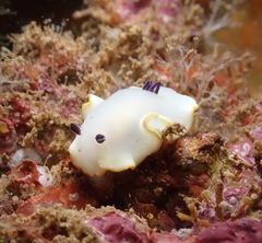 Ardeadoris scottjohnsoni