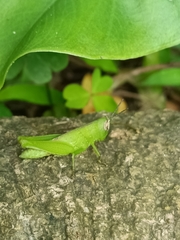 Pseudoxya
