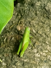 Pseudoxya