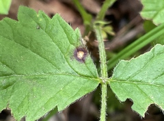 Sphaerulina westendorpii