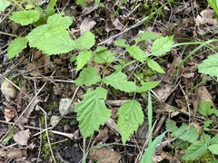 Sphaerulina westendorpii