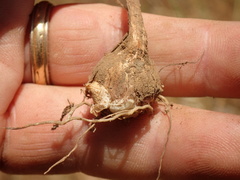 Brodiaea terrestris kernensis
