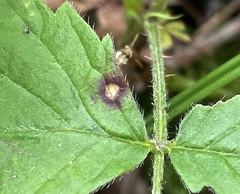 Sphaerulina westendorpii