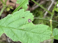 Sphaerulina westendorpii