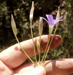 Brodiaea terrestris kernensis