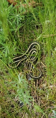 Thamnophis radix