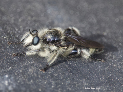 Laphria cinerea