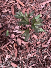 Lamprocapnos spectabilis