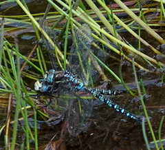 Rhionaeschna marchali