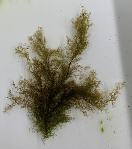 Cladophora albida observed 2022-05-29