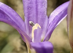 Brodiaea terrestris kernensis