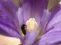 Brodiaea terrestris kernensis