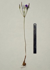 Brodiaea terrestris kernensis