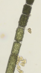 Cladophora albida