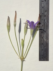 Brodiaea terrestris kernensis
