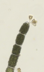 Cladophora albida