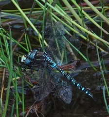 Rhionaeschna marchali