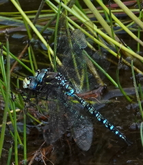 Rhionaeschna marchali