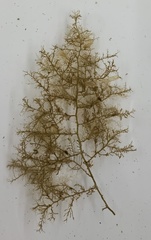 Vertebrata fucoides
