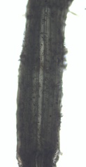 Vertebrata fucoides
