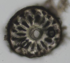 Vertebrata fucoides