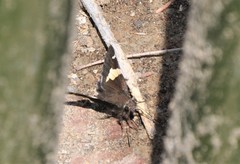 Thorybes pseudocellus