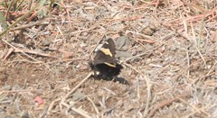 Thorybes pseudocellus