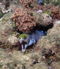 Gymnothorax rueppelliae