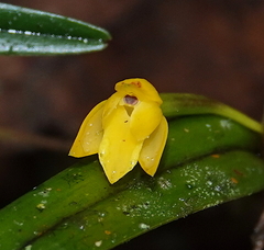 Scaphyglottis aurea
