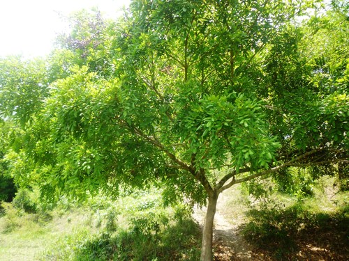 Andira galeottiana
