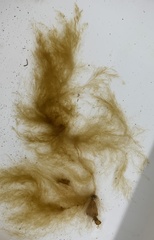 Feldmannia mitchelliae