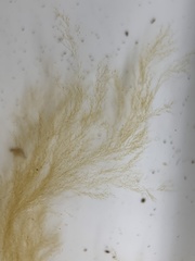 Feldmannia mitchelliae