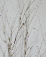 Feldmannia mitchelliae