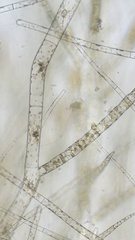 Feldmannia mitchelliae