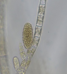 Feldmannia mitchelliae