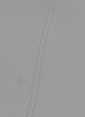 Feldmannia mitchelliae