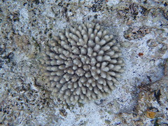 Acropora gemmifera