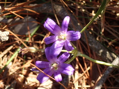 Brodiaea terrestris kernensis