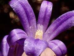 Brodiaea terrestris kernensis