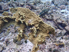 Millepora exaesa