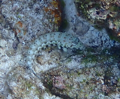 Parapercis hexophtalma