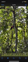 Ramphastos ambiguus