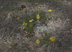 Musineon tenuifolium