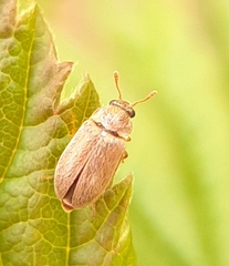 Byturus unicolor