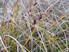 Carex dipsacea