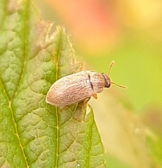 Byturus unicolor