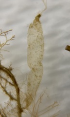 Punctaria tenuissima