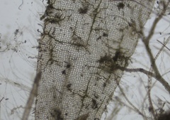 Punctaria tenuissima