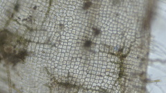 Punctaria tenuissima