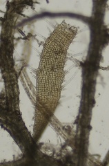 Punctaria tenuissima